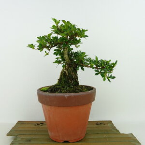 ~ H ̌  18cm  Rhododendron indicum TcL ccW Ύ Ϗܗp i i