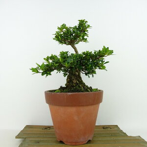 ~ H ̌  19cm  Rhododendron indicum TcL ccW Ύ Ϗܗp i i