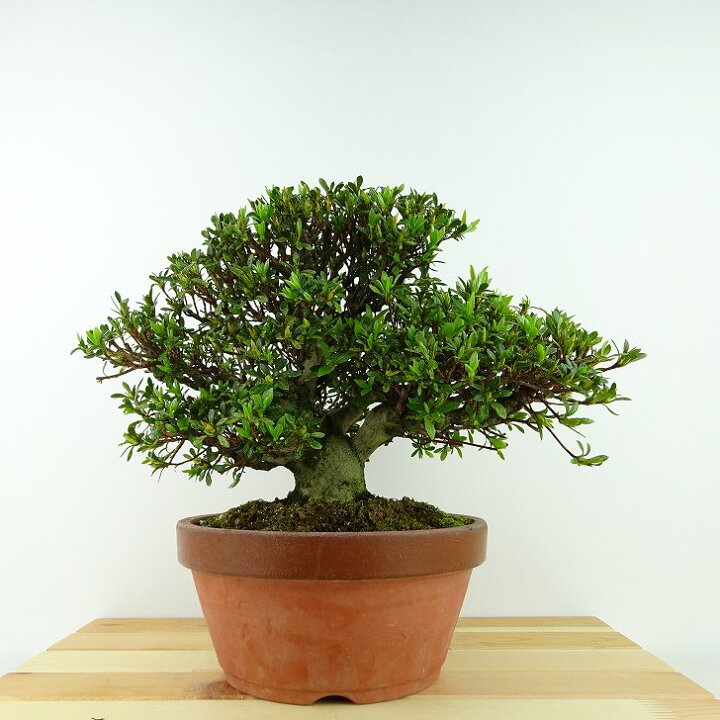 楽天市場】盆栽 皐月 光琳 樹高 約19cm さつき Rhododendron indicum 