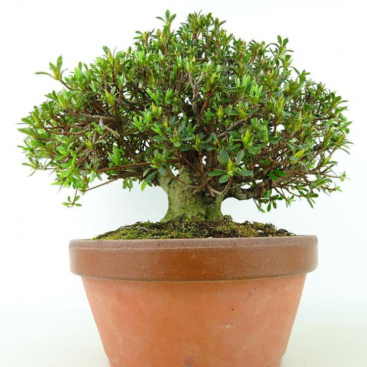 楽天市場】盆栽 皐月 光琳 樹高 約19cm さつき Rhododendron indicum 