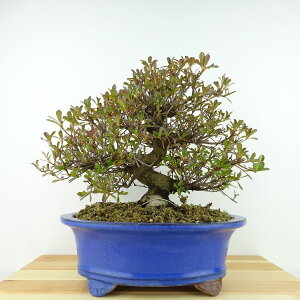 ~ H b{  22cm  Rhododendron indicum TcL ccW Ύ Ϗܗp i