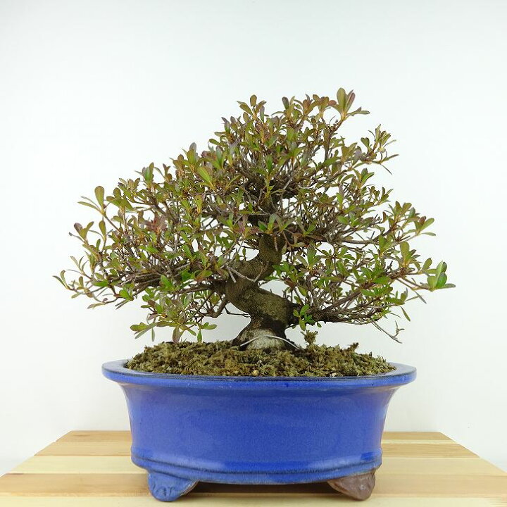 楽天市場】盆栽 皐月 若恵比須 樹高 約22cm さつき Rhododendron 