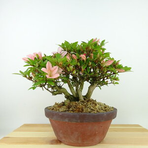 ~ H   19cm  Rhododendron indicum TcL ccW Ύ Ϗܗp i i