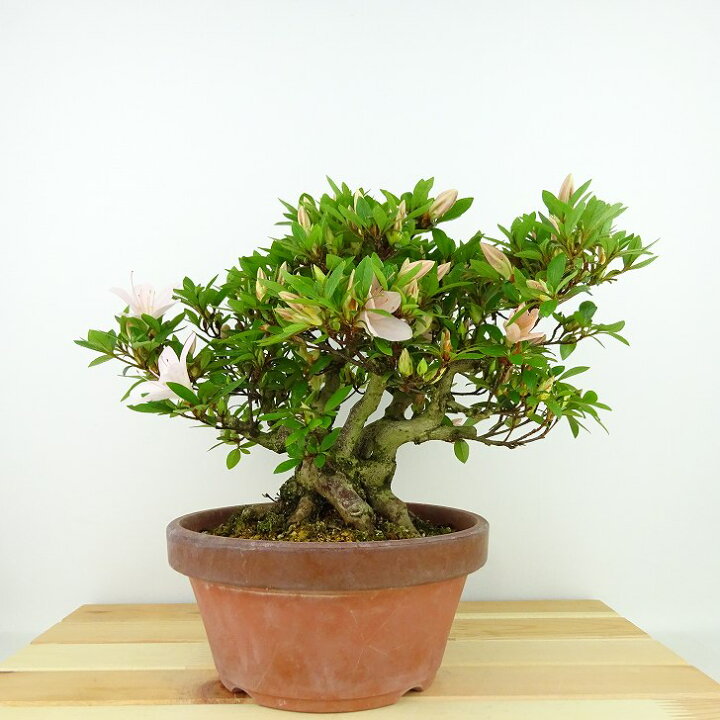 楽天市場】盆栽 皐月 晃山 樹高 約20cm さつき Rhododendron indicum  