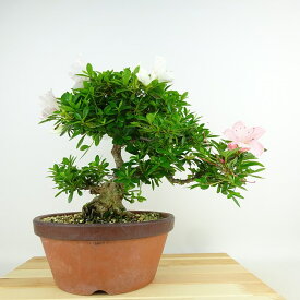盆栽 皐月 翠扇 樹高 約25cm さつき Rhododendron indicum サツキ ツツジ科 常緑樹 観賞用 現品