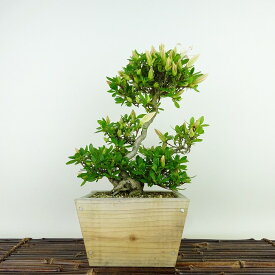 盆栽 皐月 晃一品 樹高 約23cm さつき Rhododendron indicum サツキ ツツジ科 常緑樹 観賞用 現品 送料無料