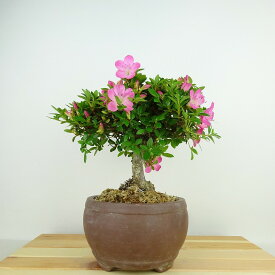 盆栽 皐月 鶴翁 樹高 約18cm さつき Rhododendron indicum サツキ 赤 ツツジ科 常緑樹 観賞用 小品 現品 送料無料