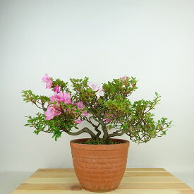 盆栽 皐月 鶴翁 樹高 約17cm さつき Rhododendron indicum サツキ ツツジ科 常緑樹 観賞用 小品 現品 送料無料