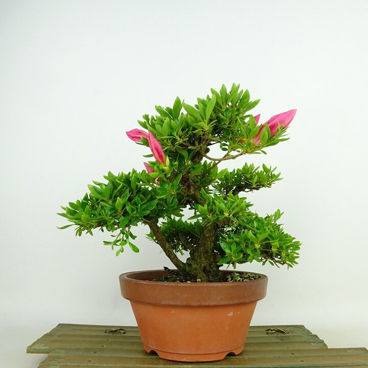 楽天市場】盆栽 皐月 明美の月 樹高 約16cm さつき Rhododendron 