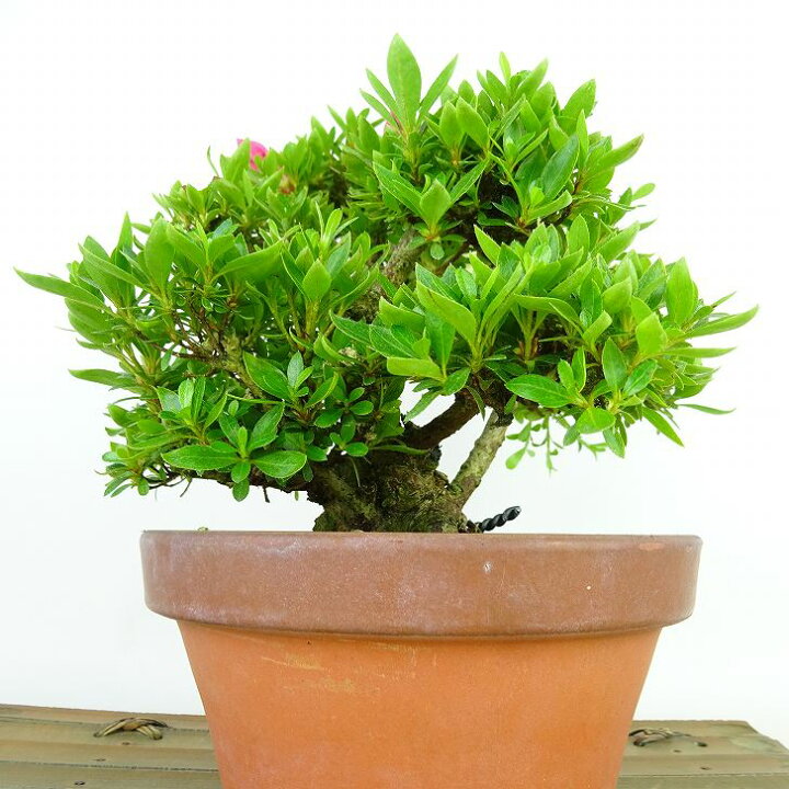 楽天市場】盆栽 皐月 明美の月 樹高 約16cm さつき Rhododendron 