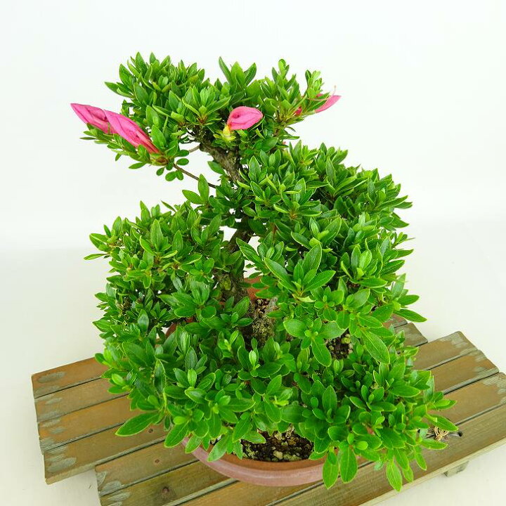 楽天市場】盆栽 皐月 明美の月 樹高 約16cm さつき Rhododendron 