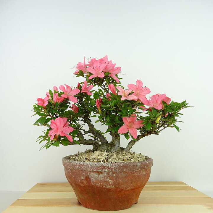 楽天市場】盆栽 皐月 新日光 樹高 約22cm さつき Rhododendron indicum 