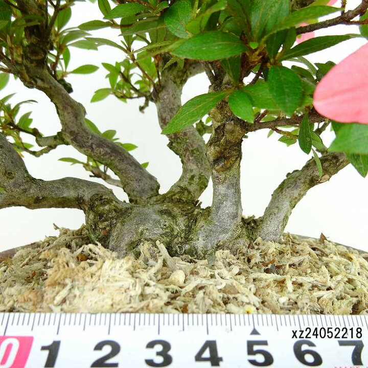 楽天市場】盆栽 皐月 新日光 樹高 約22cm さつき Rhododendron indicum 