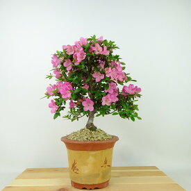 盆栽 皐月 鶴翁 樹高 約24cm さつき Rhododendron indicum サツキ ツツジ科 常緑樹 観賞用 現品 送料無料