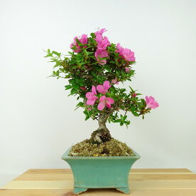 盆栽 皐月 鶴翁 樹高 約25cm さつき Rhododendron indicum サツキ ツツジ科 常緑樹 観賞用 現品 送料無料