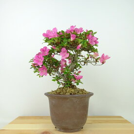 盆栽 皐月 鶴翁 樹高 約18cm さつき Rhododendron indicum サツキ ツツジ科 常緑樹 観賞用 小品 現品 送料無料