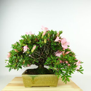 ~ H ̋P  29cm  Rhododendron indicum TcL ccW Ύ Ϗܗp i
