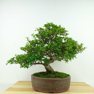 ~ H Y  25cm  Rhododendron indicum TcL ccW Ύ Ϗܗp i