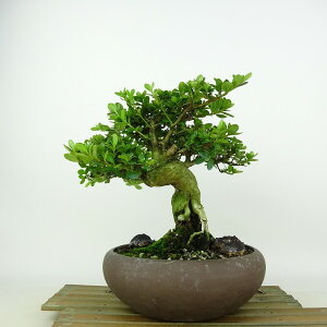 ~ H [R  19cm  Rhododendron indicum TcL ccW Ύ Ϗܗp i i