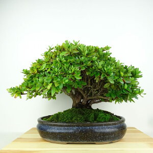 ~ H ̗_  22cm  Rhododendron indicum TcL ccW Ύ Ϗܗp i