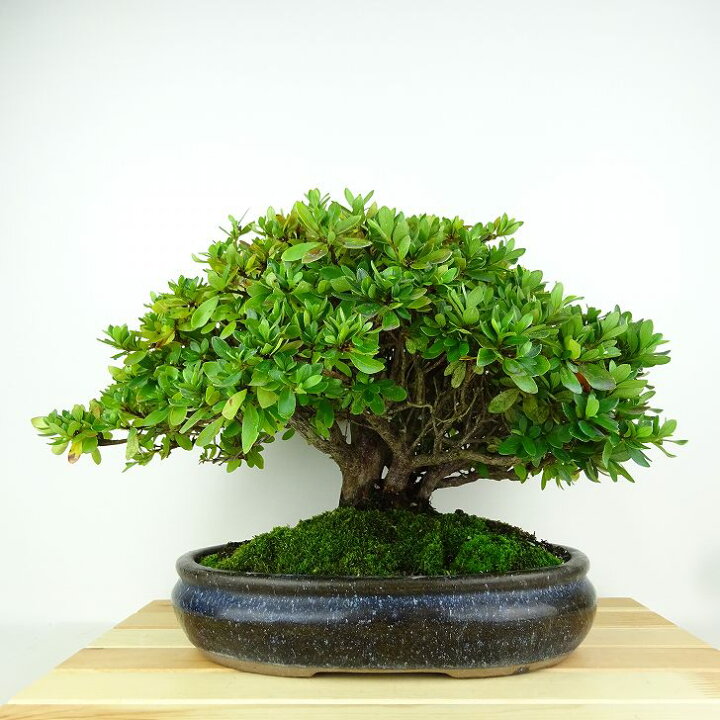 楽天市場】盆栽 皐月 鈴の誉 樹高 約22cm さつき Rhododendron indicum 