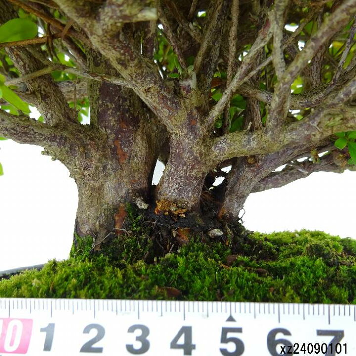 楽天市場】盆栽 皐月 鈴の誉 樹高 約22cm さつき Rhododendron indicum 