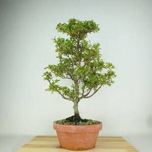 ~ H [W[  18cm  Rhododendron indicum TcL ccW Ύ Ϗܗp i i 