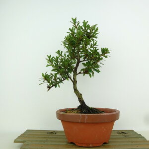 ~ H W  23cm  Rhododendron indicum TcL ccW Ύ Ϗܗp i 