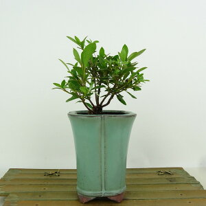 ~ H V  10cm  Rhododendron indicum TcL ccW Ύ Ϗܗp i i