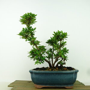 ~ H ԕ  19cm  Rhododendron indicum TcL ccW Ύ Ϗܗp i i 