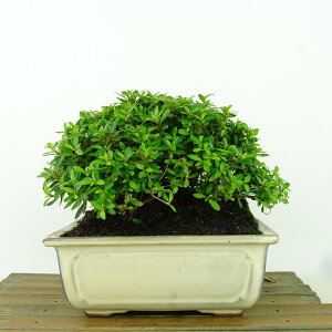 ~ H   11cm  Rhododendron indicum TcL ccW Ύ Ϗܗp i i 