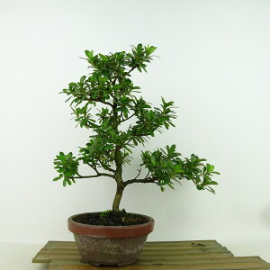 ~ H GrX  26cm  Rhododendron indicum TcL ccW Ύ Ϗܗp i 