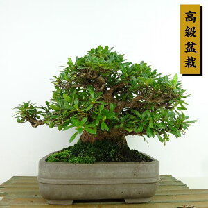 ~ H u  16cm  ~ Rhododendron indicum TcL ccW Ύ Ϗܗp i i