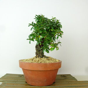 ~ H ̌  17cm  Rhododendron indicum TcL ccW Ύ Ϗܗp i i 