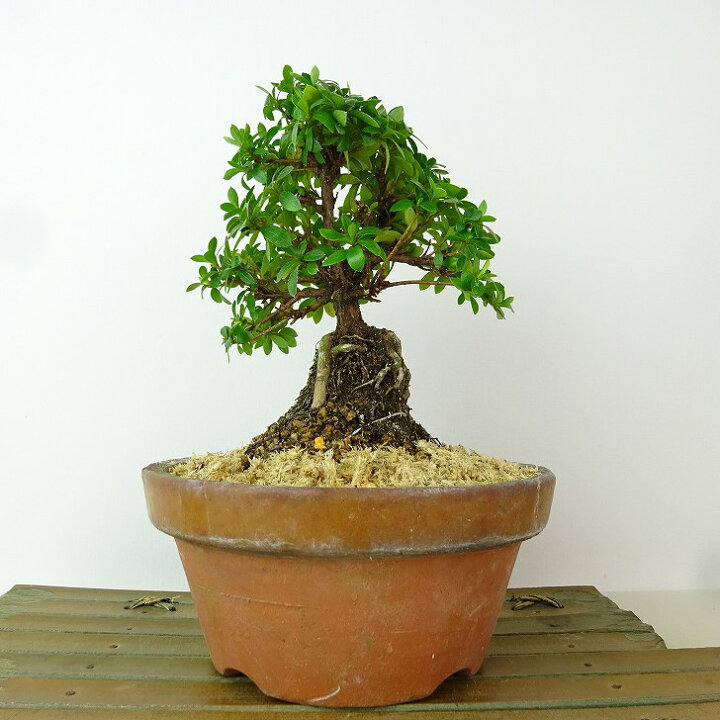楽天市場】盆栽 皐月 明美の月 樹高 約15cm さつき Rhododendron 