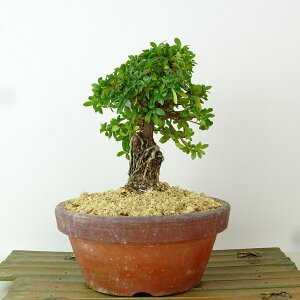 ~ H ̌  15cm  Rhododendron indicum TcL ccW Ύ Ϗܗp i i 