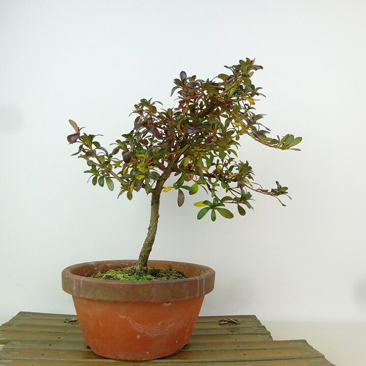 楽天市場】盆栽 皐月 八咫ノ鏡 樹高 約21cm さつき Rhododendron 
