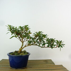 ~ H   14cm  Rhododendron indicum TcL ccW Ύ Ϗܗp i i 