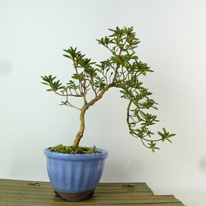~ H ̋P  23cm  Rhododendron indicum TcL ccW Ύ Ϗܗp i 