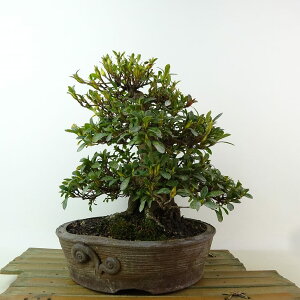 ~ H   20cm  Rhododendron indicum TcL ccW Ύ Ϗܗp i i