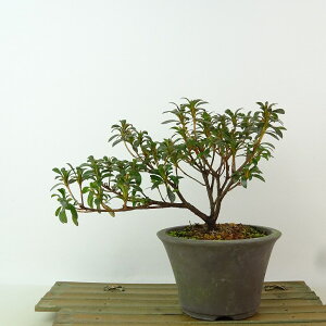 ~ H   13cm  Rhododendron indicum TcL ccW Ύ Ϗܗp i i 