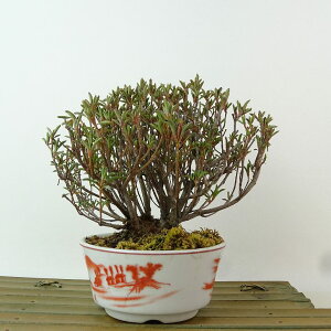 ~ H   13cm  Rhododendron indicum TcL ccW Ύ Ϗܗp i i 