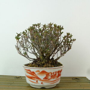 ~ H   11cm  Rhododendron indicum TcL ccW Ύ Ϗܗp i i 