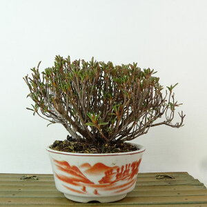 ~ H   10cm  Rhododendron indicum TcL ccW Ύ Ϗܗp i i 