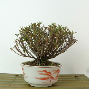 ~ H   10cm  Rhododendron indicum TcL ccW Ύ Ϗܗp i i 