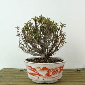 ~ H   11cm  Rhododendron indicum TcL ccW Ύ Ϗܗp i i 