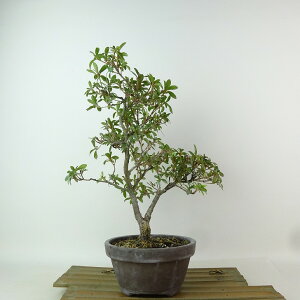 ~ H ꂢ  29cm  Rhododendron indicum TcL ccW Ύ Ϗܗp i 