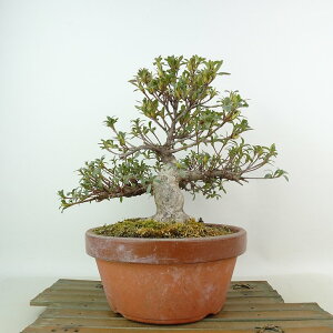 ~ H  22cm  Rhododendron indicum TcL ccW Ύ Ϗܗp i