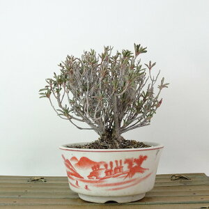 ~ H   11cm  Rhododendron indicum TcL ccW Ύ Ϗܗp i i 
