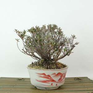 ~ H   11cm  Rhododendron indicum TcL ccW Ύ Ϗܗp i i 